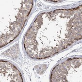 Anti-EPB41L5 antibody produced in rabbit Prestige Antibodies® Powered by Atlas Antibodies, affinity isolated antibody, buffered aqueous glycerol solution
