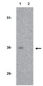 Anti-CTRP3 Antibody from rabbit, purified by affinity chromatography