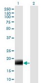 Monoclonal Anti-MARCH2 antibody produced in mouse clone 7F3, purified immunoglobulin, buffered aqueous solution