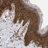 Anti-DUSP14 antibody produced in rabbit Prestige Antibodies® Powered by Atlas Antibodies, affinity isolated antibody, buffered aqueous glycerol solution
