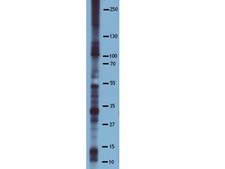Anti-Phosphoserine Antibody, clone 4A4, HRP Conjugate clone 4A4, Upstate®, from mouse