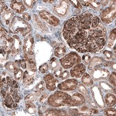 Anti-EFHD1 antibody produced in rabbit Prestige Antibodies® Powered by Atlas Antibodies, affinity isolated antibody, buffered aqueous glycerol solution