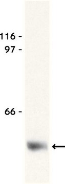 Anticuerpo anti-etiqueta Myc, clon 9E10 clone 9E10, Upstate&#174;, from mouse
