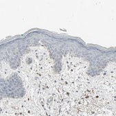 Anti-ZIC1 antibody produced in rabbit affinity isolated antibody, buffered aqueous glycerol solution