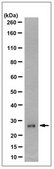 Anti-PSMD9 Antibody, clone 16C5.1 clone 16C5.1, from mouse