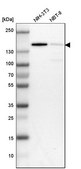Anti-CCAR1 antibody produced in rabbit Prestige Antibodies® Powered by Atlas Antibodies, affinity isolated antibody, buffered aqueous glycerol solution
