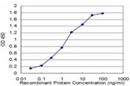 Monoclonal Anti-FMR1 antibody produced in mouse clone 3E11, purified immunoglobulin, buffered aqueous solution