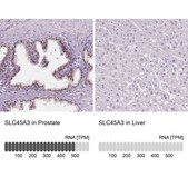 Anti-SLC45A3 antibody produced in rabbit Prestige Antibodies® Powered by Atlas Antibodies, affinity isolated antibody, buffered aqueous glycerol solution