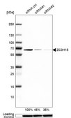 Anti-ZC3H15 antibody produced in rabbit Prestige Antibodies® Powered by Atlas Antibodies, affinity isolated antibody, buffered aqueous glycerol solution, ab1