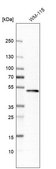 Anti-TRAF1 antibody produced in rabbit Prestige Antibodies® Powered by Atlas Antibodies, affinity isolated antibody, buffered aqueous glycerol solution
