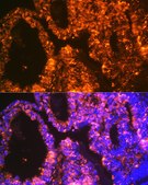 Anti-LIN28A Antibody, clone 2S1I10, Rabbit Monoclonal