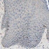 Anti-HJURP antibody produced in rabbit Prestige Antibodies® Powered by Atlas Antibodies, affinity isolated antibody, buffered aqueous glycerol solution
