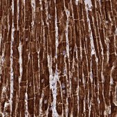 Anti-C14orf2 antibody produced in rabbit Prestige Antibodies® Powered by Atlas Antibodies, affinity isolated antibody, buffered aqueous glycerol solution