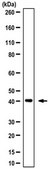 Anti-RBM4 Antibody from rabbit, purified by affinity chromatography