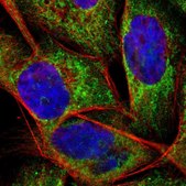 Anti-APOO antibody produced in rabbit Prestige Antibodies® Powered by Atlas Antibodies, affinity isolated antibody, buffered aqueous glycerol solution