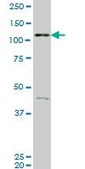 ANTI-EPHB3 antibody produced in mouse clone 3F12, purified immunoglobulin, buffered aqueous solution