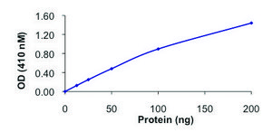 PTPRE, active, GST tagged human recombinant, expressed in baculovirus infected Sf9 cells, ≥70% (SDS-PAGE), buffered aqueous glycerol solution