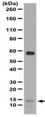 Anti-PATE1 Antibody from rabbit, purified by affinity chromatography