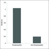 Anti-phospho-VEGFR1 (pTyr1333) antibody produced in rabbit affinity isolated antibody