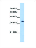 Anti-PEX10 (AB1) antibody produced in rabbit affinity isolated antibody
