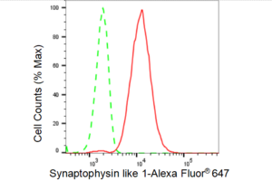KD-Validated Anti Synaptophysin like 1 Antibody, clone 23GB4675, Rabbit Monoclonal clone 23GB4675, recombinant rabbit monoclonal, expressed in HEK293 cells