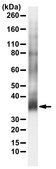 Anti-S-Opsin