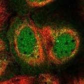 Anti-BARX2 antibody produced in rabbit Prestige Antibodies® Powered by Atlas Antibodies, affinity isolated antibody, buffered aqueous glycerol solution