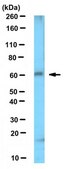 Anti-Spred-1 Antibody, clone M23-P2G3 clone M23-P2G3, from mouse, purified by affinity chromatography
