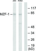 Anti-MZF-1, N-Terminal antibody produced in rabbit affinity isolated antibody