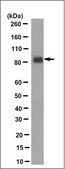 Anti-PSD95 Antibody, clone 1A8.1 clone 1A8.1, from mouse