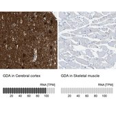 Anti-GDA antibody produced in rabbit Prestige Antibodies® Powered by Atlas Antibodies, affinity isolated antibody, buffered aqueous glycerol solution