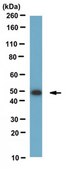Anti-Tapasin Antibody, clone 7F6 clone 7F6, from rat