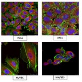 Anti-Clathrin Heavy Chain Antibody, clone 6F10.1 clone 6F10.1, from mouse