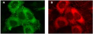 LentiBrite Paxillin-GFP Lentiviral Biosensor
