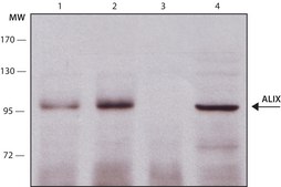 Anti-ALIX antibody produced in rabbit ~1.0 mg/mL, affinity isolated antibody
