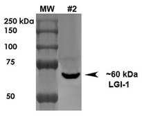 Monoclonal Anti-Neuroligin 1 antibody produced in mouse clone S97A-31, purified immunoglobulin
