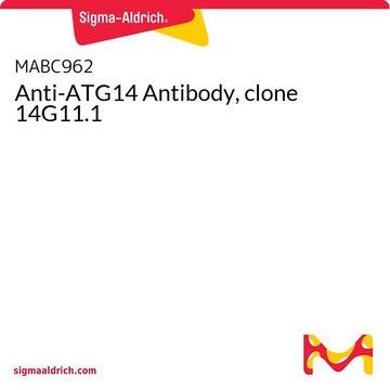 Anti-ATG14 Antibody, clone 14G11.1