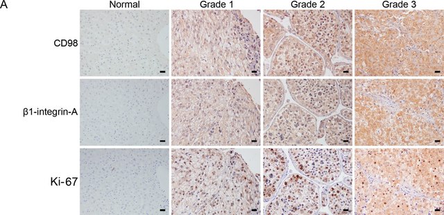 Anti-Integrin &#946;1 Antibody, activated, clone HUTS-4, Azide Free clone HUTS-4, Chemicon&#174;, from mouse