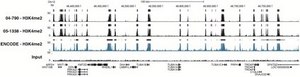 Anti-Dimethyl Histone H3 (Lys4) Antibody, clone CMA303 clone CMA303, from mouse