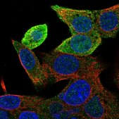 Anti-GSTA1 antibody produced in rabbit Prestige Antibodies® Powered by Atlas Antibodies, affinity isolated antibody, buffered aqueous glycerol solution