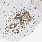 Anti-AKAP13 antibody produced in rabbit Prestige Antibodies® Powered by Atlas Antibodies, affinity isolated antibody, buffered aqueous glycerol solution