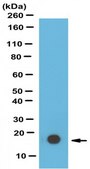 Anti-monomethyl-Histone H3 (Lys79) Antibody serum, from rabbit