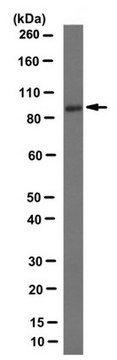 Anti-hEF1/NEDD9, clone 2G9 Antibody clone 2G9, 1&#160;mg/mL, from mouse
