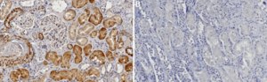 Anti-Caspase-2 Antibody, clone 1H14 ZooMAb® Rabbit Monoclonal recombinant, expressed in HEK 293 cells