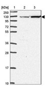 Anti-EIF3C antibody produced in rabbit Prestige Antibodies® Powered by Atlas Antibodies, affinity isolated antibody, buffered aqueous glycerol solution