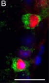 Anti-Brn-3a Antibody, POU-domain protein, clone 5A3.2 culture supernatant, clone 5A3.2, Chemicon®