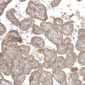 Anti-NRP2 antibody produced in rabbit Prestige Antibodies® Powered by Atlas Antibodies, affinity isolated antibody, buffered aqueous glycerol solution