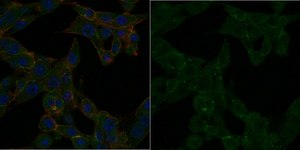 Anti-Partitioning-defective 3 Antibody, Alexa Fluor™ 488 Conjugate from rabbit, ALEXA FLUOR™ 488