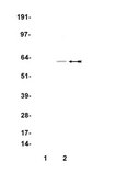 Anti-Myc Tag Antibody, clone 4A6, Alexa Fluor™ 488 conjugate clone 4A6, Upstate®, from mouse