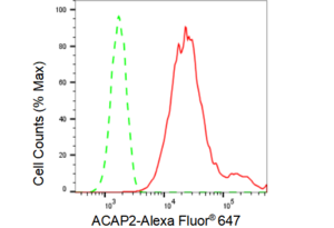 KD-Validated Anti ACAP2 Antibody, clone 23GB1565, Rabbit Monoclonal clone 23GB1565, recombinant rabbit monoclonal, expressed in HEK293 cells